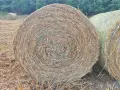 Бали овес със зърното, снимка 4