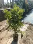 Кумкуат Arancio Citus Sinensis, снимка 1