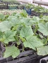 Разсад краставици, снимка 1