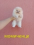 Мини момиченце. Померан., снимка 4