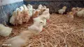 Продавам пилета носачки Ломан Браун. , снимка 3