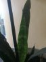 Сансевиера индийски меч, снимка 1 - Стайни растения - 42167675