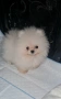 Померан мини женски , снимка 3