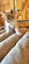 Продавам сибирски котенца , снимка 3