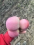 Продавам Ябълки, снимка 4