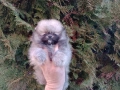 Мини Померан. Реални снимки от 16.03.26 г. Миниатюрно момче ., снимка 2