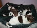 ДЖАК РЪСЕЛ ТЕРИЕР-БЕБЕТА//ВИДИН 2609252206, снимка 15