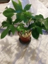 Philodendron Pedatum, снимка 1