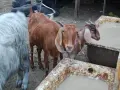 Продавам кози и ярета , снимка 8