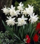 Луковици НАРЦИС, снимка 10