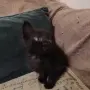 Малки котенца търсят своя дом, снимка 7