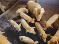 Продавам прасенца малки и големи , снимка 1