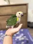 Ръчно хранена Синьочела Амазона, снимка 5