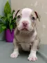 American Bully Pocket, снимка 3
