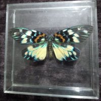 Пеперуда 3, снимка 1 - Други - 42876921