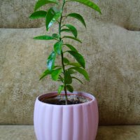 Младо мандариново дръвче в керамична кашпа, снимка 3 - Стайни растения - 39292863