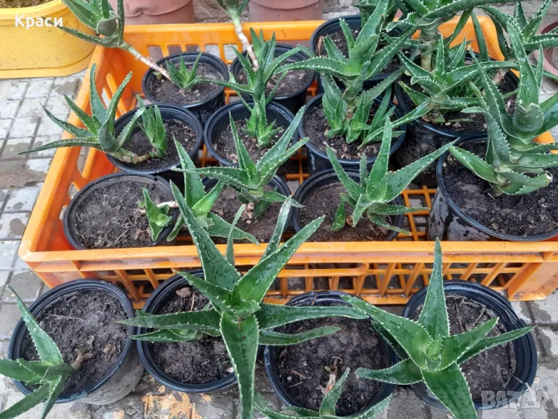 Алое , снимка 1