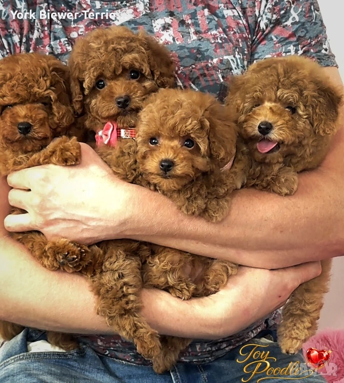 Пудел, той момиченца с игрив темперамент за семейство с деца!, снимка 1