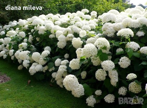 Хортензия Анабел за супер слънце,Hydrangea arborescens Annabelle, снимка 1