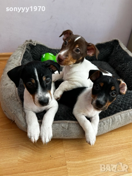 ДЖАК РЪСЕЛ ТЕРИЕР-ЖЕНСКО 1БР 0111251804, снимка 1