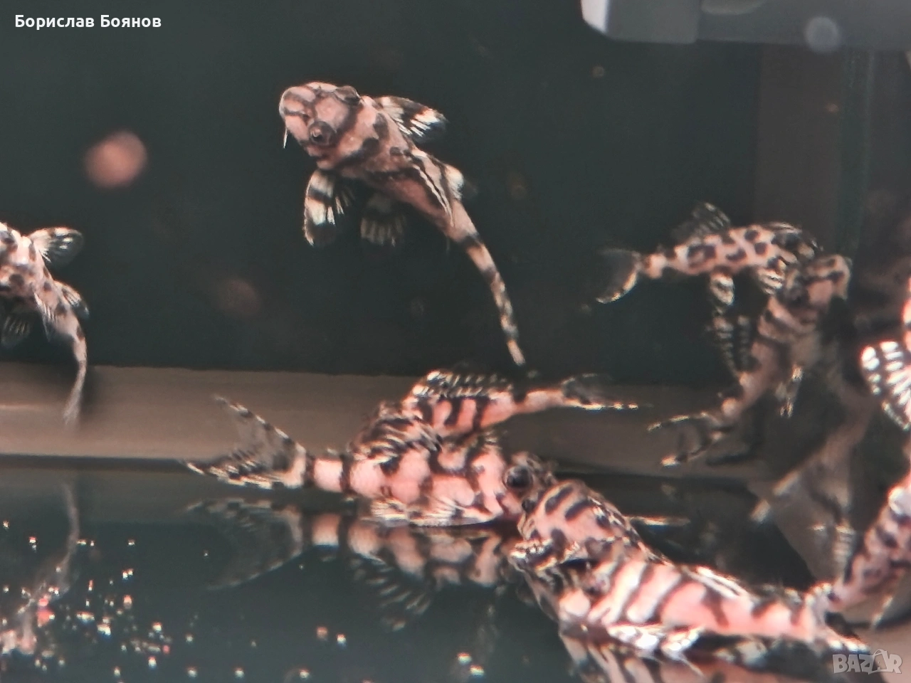 L236 sw , снимка 1