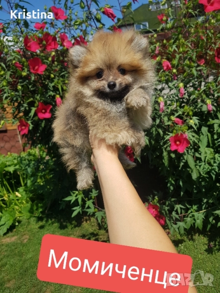 Померан померанче момиченце , снимка 1