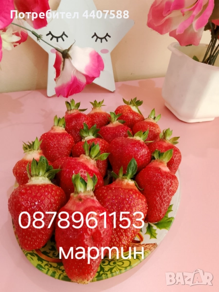 Разсад ягоди и малини , снимка 1