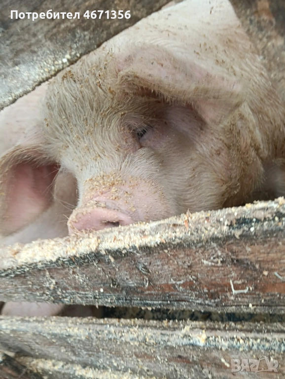 Продавам угоени прасета , снимка 1