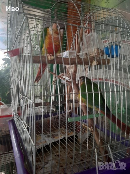 Ръчно хранени папагали , снимка 1