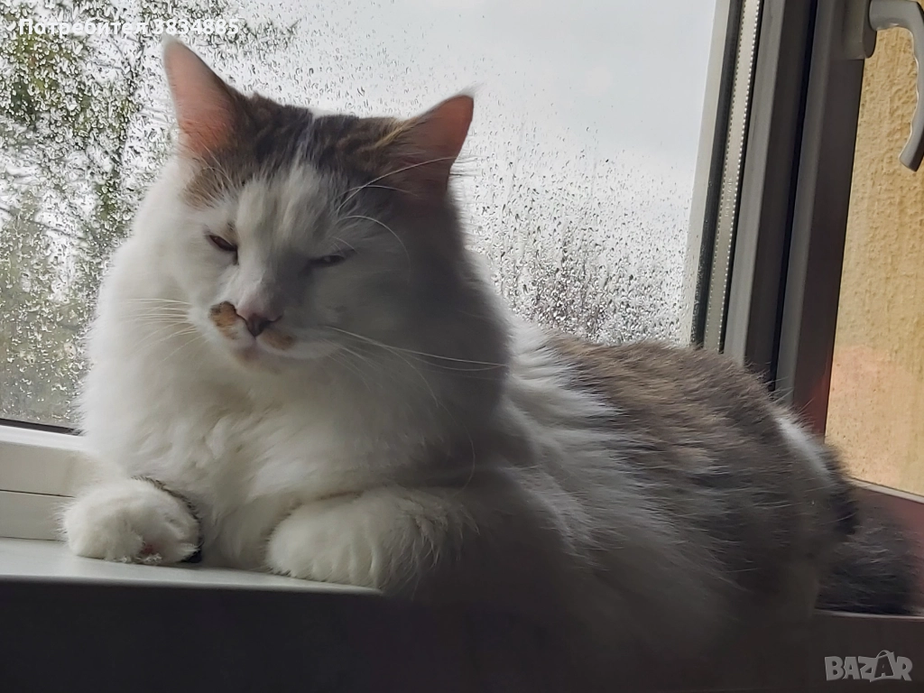 Сибирски котарак , снимка 1