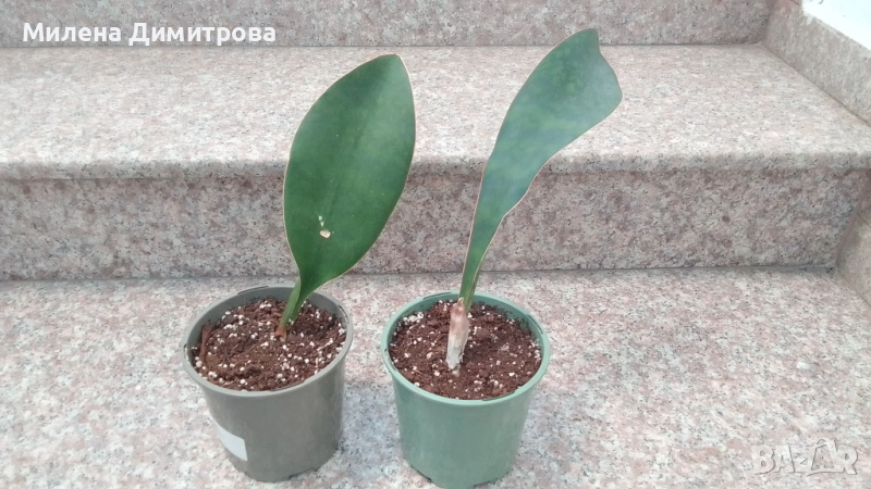 Sansevieria Masoniana - Whale fin ( Сансевиера Китова перка ), снимка 1