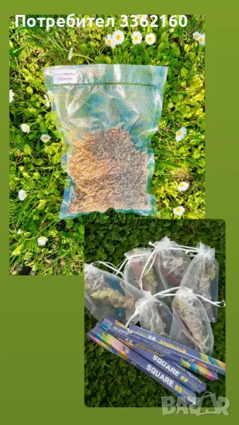 Комплект Рейши (Ganoderma lucidum), снимка 1