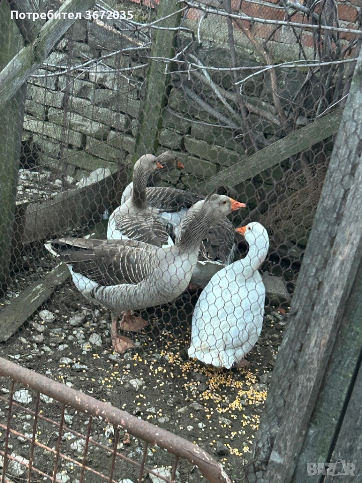 Гъски, снимка 1