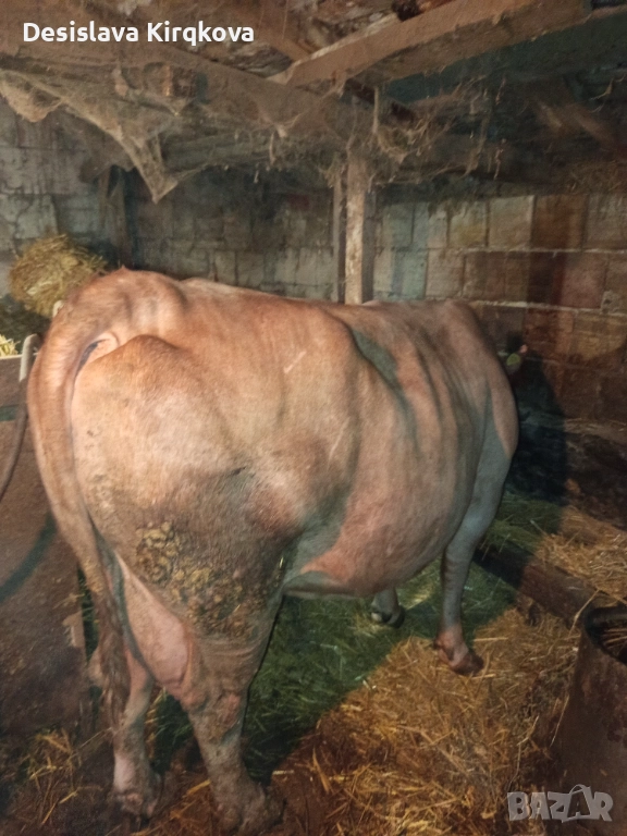 Продавам червена месодайна крава , снимка 1