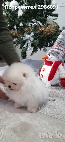 померан женско , снимка 1