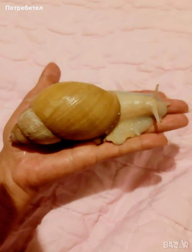 гигантски охлюви, снимка 1