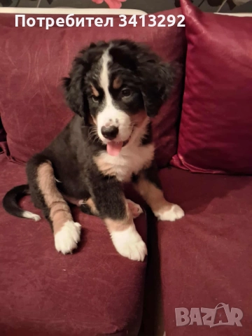 Бернски зененхунд / Швейцарска овчарка 