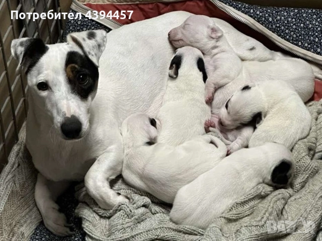 Джак ръсел териер, снимка 8 - Джак ръсел териер - 52731481