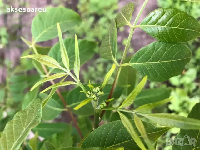 Продавам фиданки от медоносното дърво на пчеларя Еводия Даниели разсад дръвчета Еводиа за медосбор, снимка 8 - Разсади - 49271516