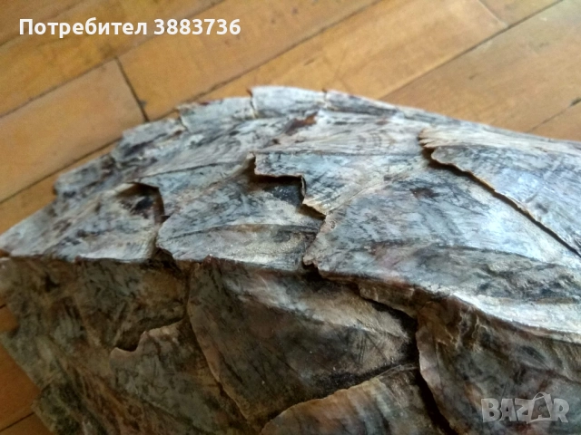 Коруби на морски костенурки, снимка 7 - Декорация за дома - 52330458