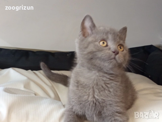 Шотландски страйт момченце, снимка 3 - Британска късокосместа - 53988420