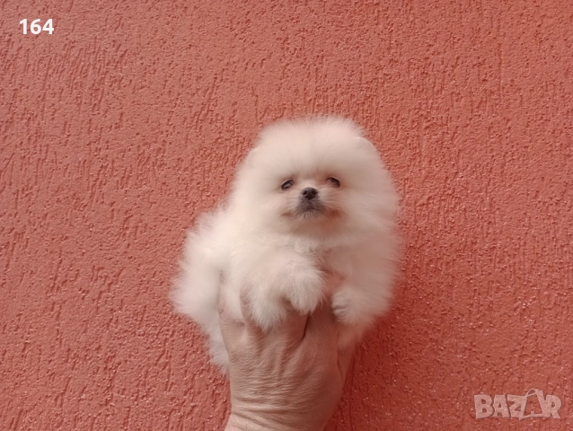 Мъжки и женски Померани.  Реални снимки от 22.03.26 г. , снимка 5 - Померан - 53923472