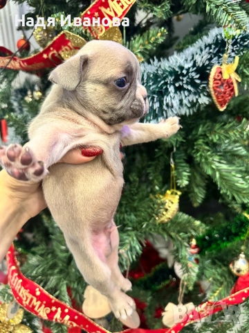 Френски белдочета, снимка 4 - Френски булдог - 52796420