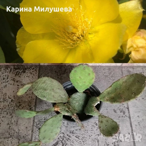 Продавам различни цветя, снимка 6 - Стайни растения - 19367768