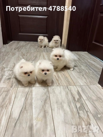 Мини померан, снимка 4 - Померан - 54100971