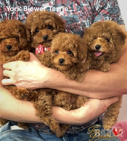 Пудел, той момиченца с игрив темперамент за семейство с деца!