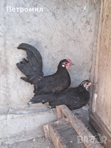 Декоративни петле и ярка, снимка 3 - Кокошки и пуйки - 51141854