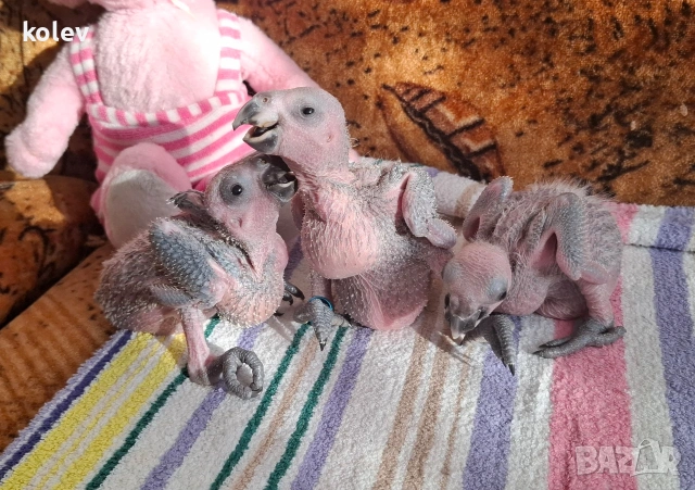 Папагали Синьочела амазона/бебета