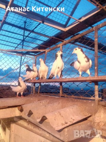 Гълъби високолетачи ПАЗАРДЖИШКИ!, снимка 11 - Гълъби - 30137742