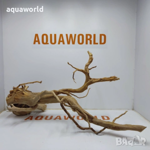 Корен Азалия 4